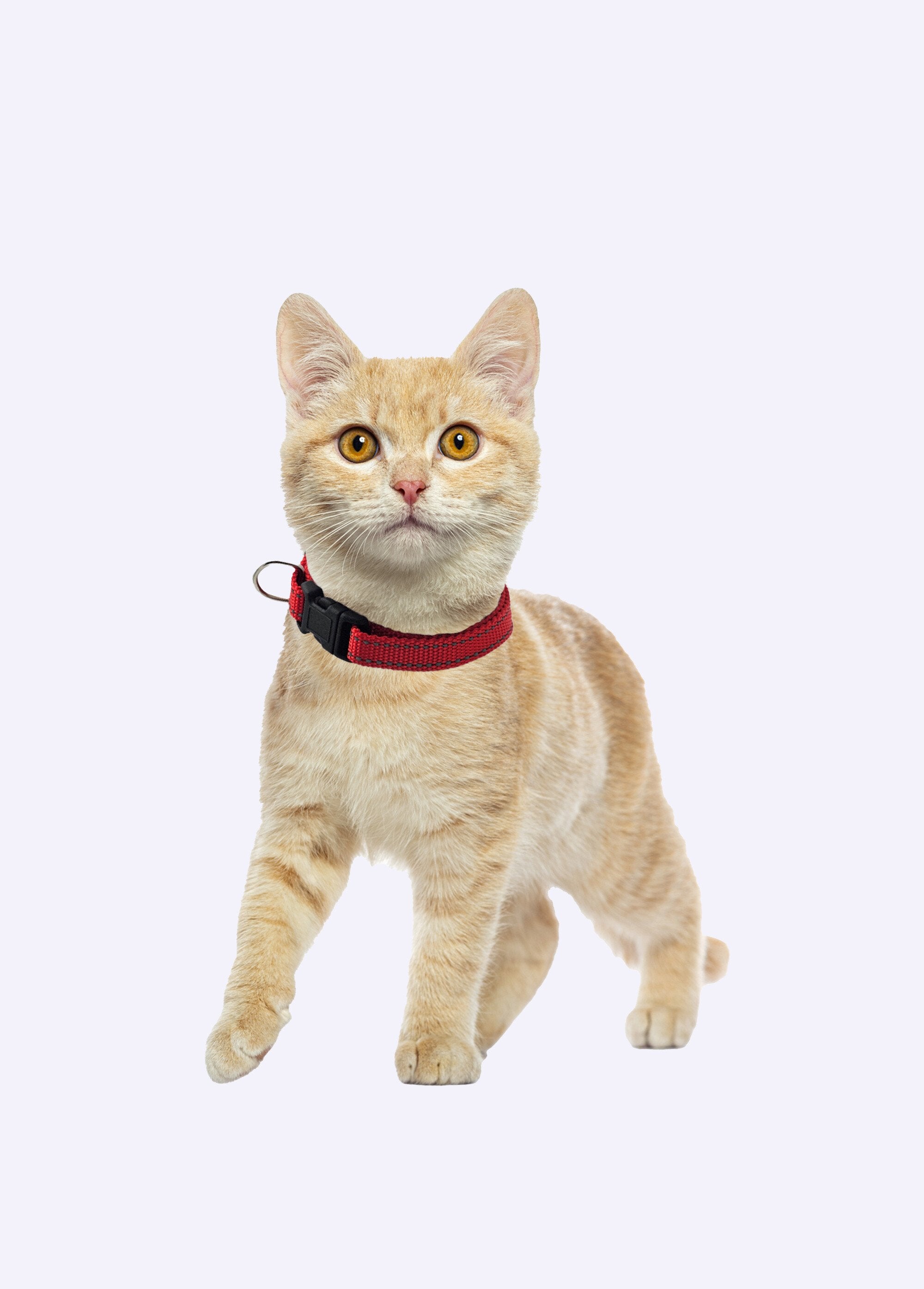 Reflective_pet_collar_Red_DE1_slim